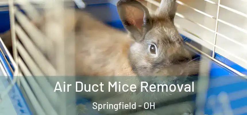 Air Duct Mice Removal Springfield - OH